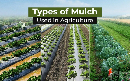 Explore Mulching Methods and Their Different Types in India
