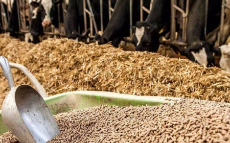 Animal Feed Market Size, Revenue, and Growth Trends to 2032