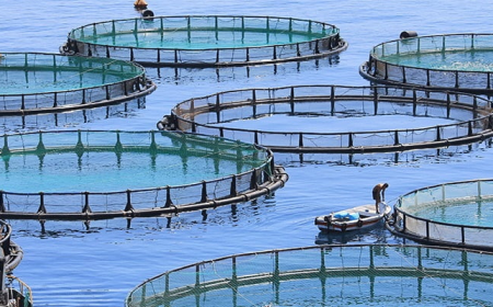 The Emergence of Chemicals in U.S. Aquaculture Industry