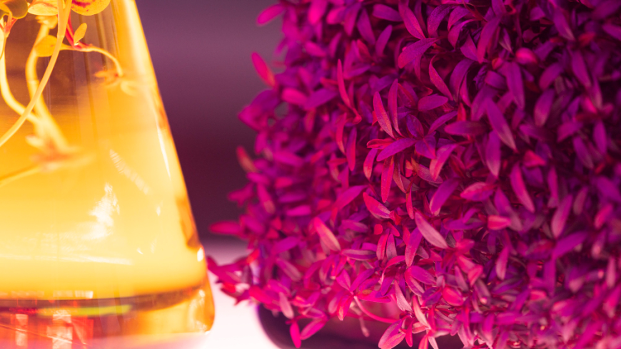 Exploring the Future of Aroma Chemicals Market: Opportunities & Challenges