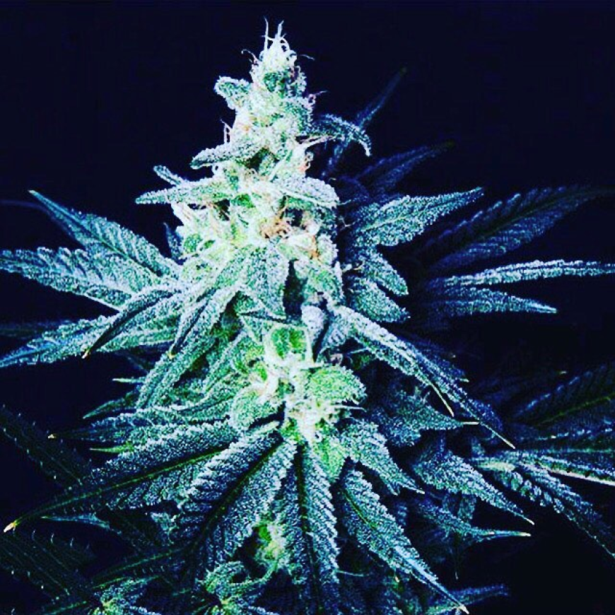 Discover Royals Cannabis: Elevate Your Experience with Royal Kush