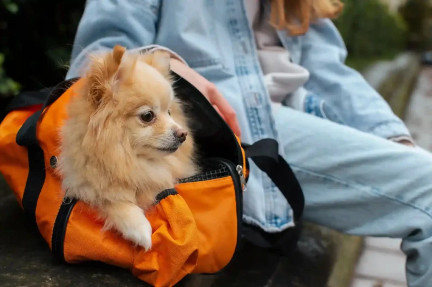 Pawsport Ready: How to Pick the Perfect Dog Carrier for Stress-Free Travel