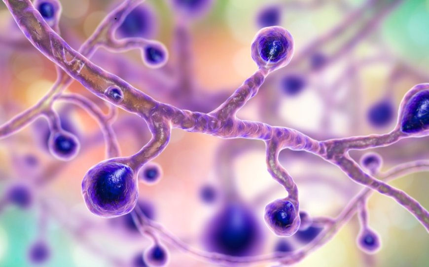 Blastomycosis Treatment Market Size, Trends, and Growth Analysis 2025-2032