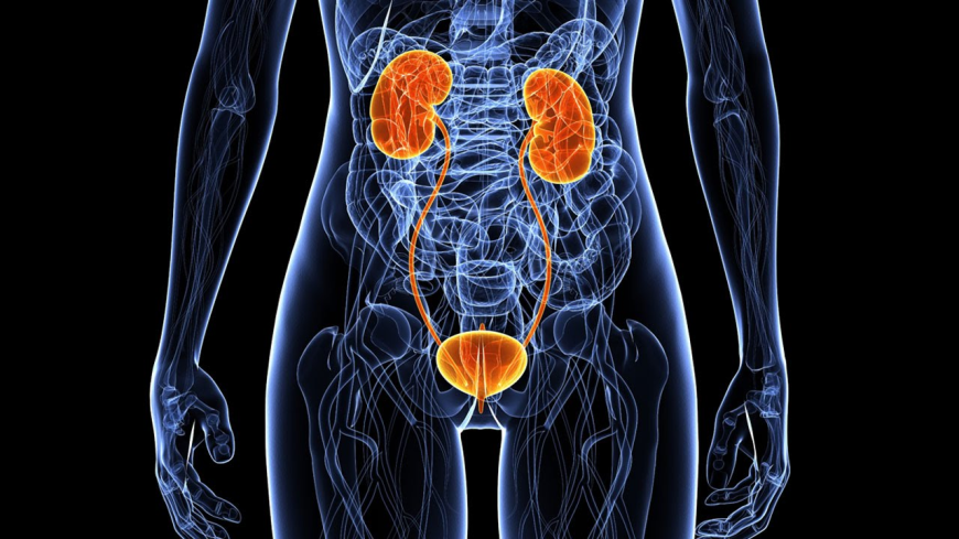 Lupus Nephritis Treatment Market: Size, Trends, and Growth Analysis 2025-2032