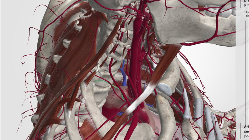 Carotid Artery Stent Market Size, Trends, and Growth Forecast 2025-2032
