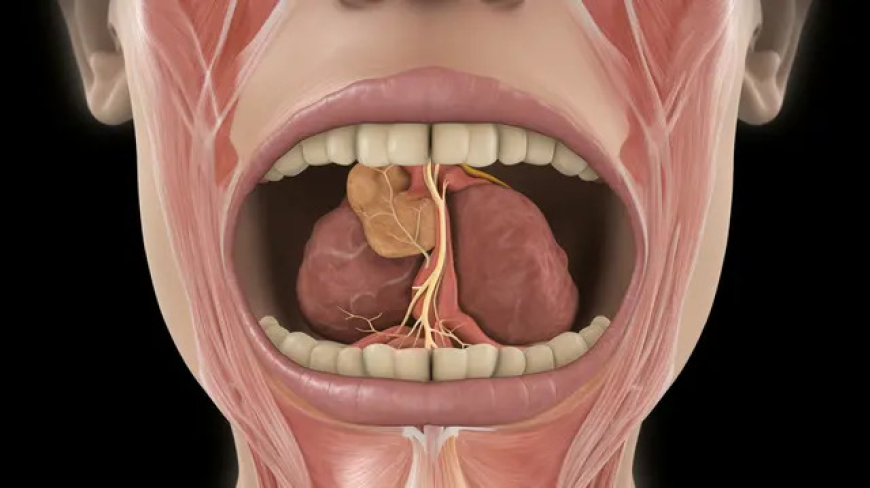 Salivary Gland Infection Market Size, Trends, and Growth Analysis 2025-2032