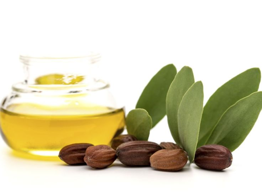 Jojoba Oil Market Size, Trends, and Growth Forecast 2025-2032
