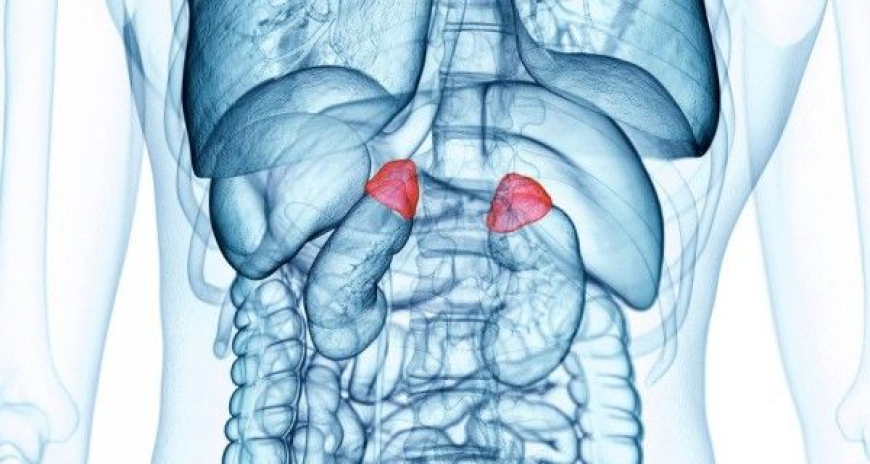 Acrocallosal Syndrome Market Size, Trends, and Growth Forecast 2025-2032