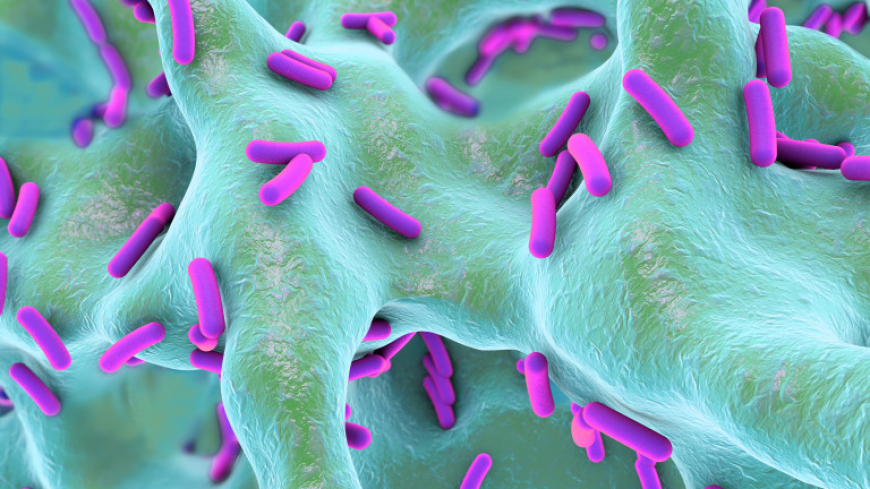 Pseudomonas Aeruginosa Infection Market Growth and Future Outlook 2025-2032