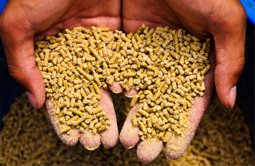 Organic Feed: The Best Choice for Sustainable Farming
