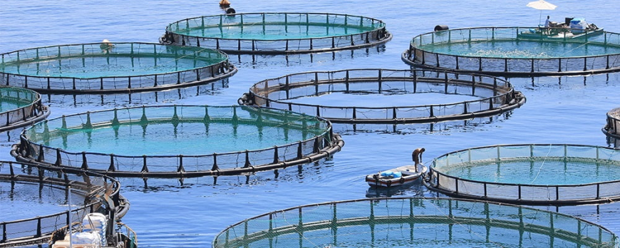 The Emergence of Chemicals in U.S. Aquaculture Industry