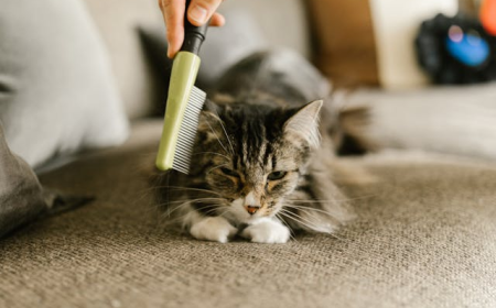 From Hairballs to Healthy Coat: Home Grooming Routines That Reduce Hairballs for Dubai Cats