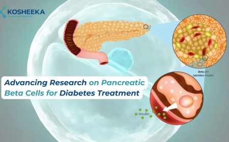 Advancing Research on Pancreatic Beta Cells for Diabetes Treatment
