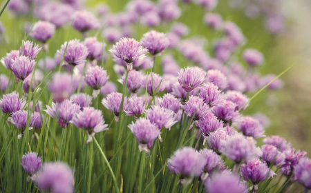 Premium Flower Delivery Near Me by expert professionals at Flowers Mart