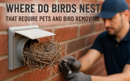 Where Do Birds Nest That Require Pets and Bird Removing