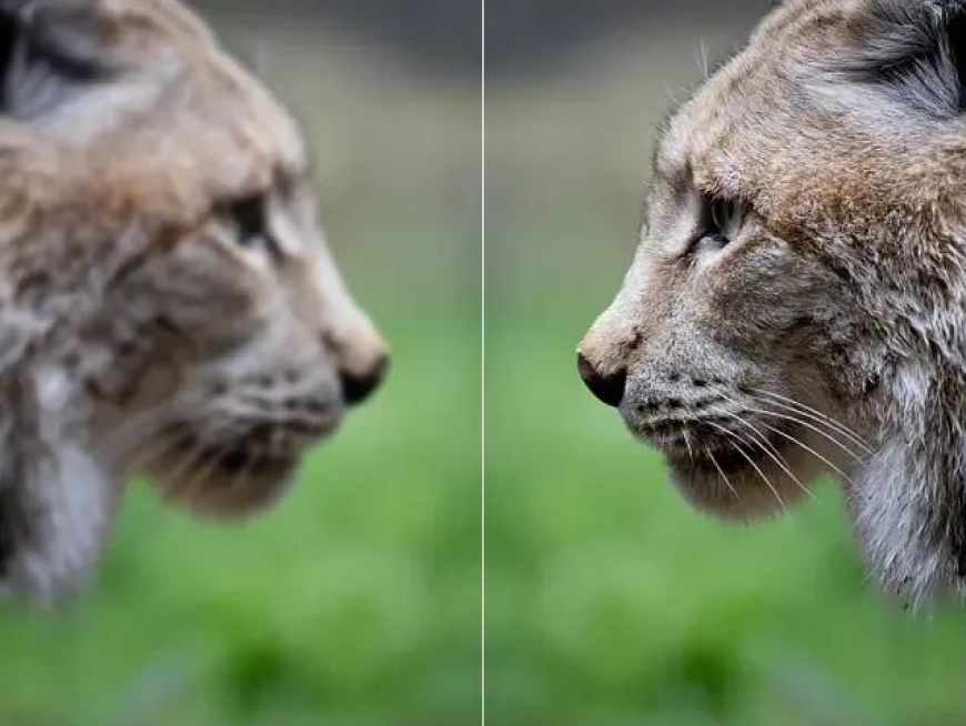 The Ultimate Guide to Using Image Enhancer Online