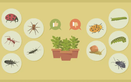 Fulvic Acid's Role in Sustainable Fertilizer Use