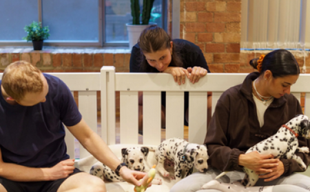 Is Puppy Yoga Suitable for Beginners? (Yes - Here's Why)