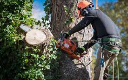 Tree Trimming Service Bronx