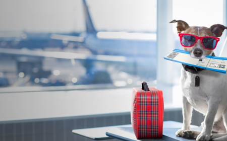 The Pet Owner’s Guide to Choosing Reliable Pet-Relocation Services