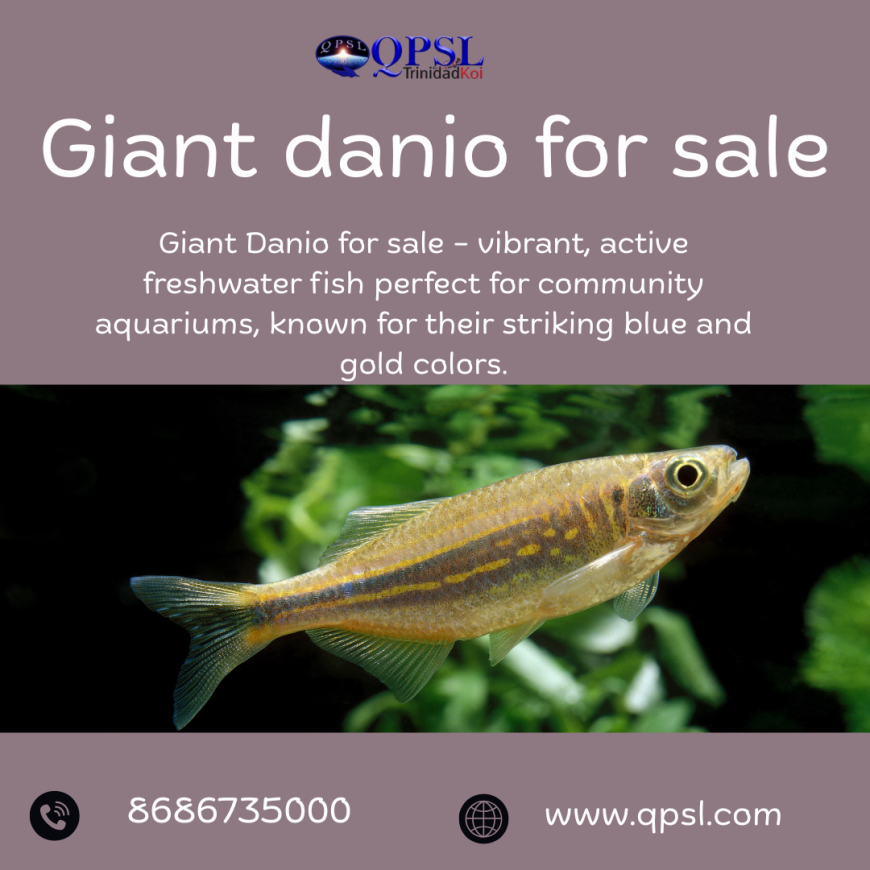 Buy Giant Danio Online: A Perfect Choice for Active Tanks