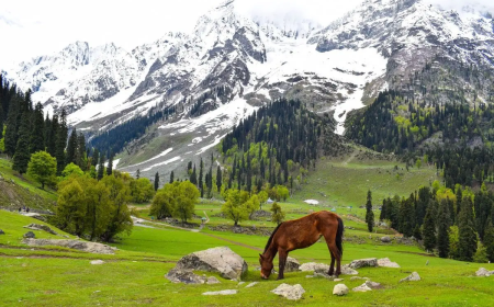 Kashmir 4 Nights 5 Days Package – Explore the Magic of Paradise