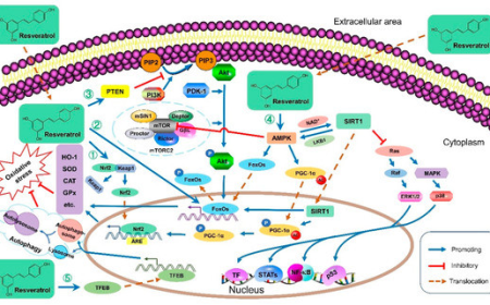 Unlocking Metabolic Health: Insulin Resistance Reversal and Weight Loss Plateau Solutions