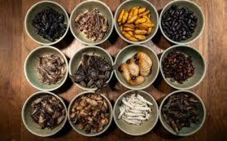 North America’s Role in the Expanding Edible Insects Market