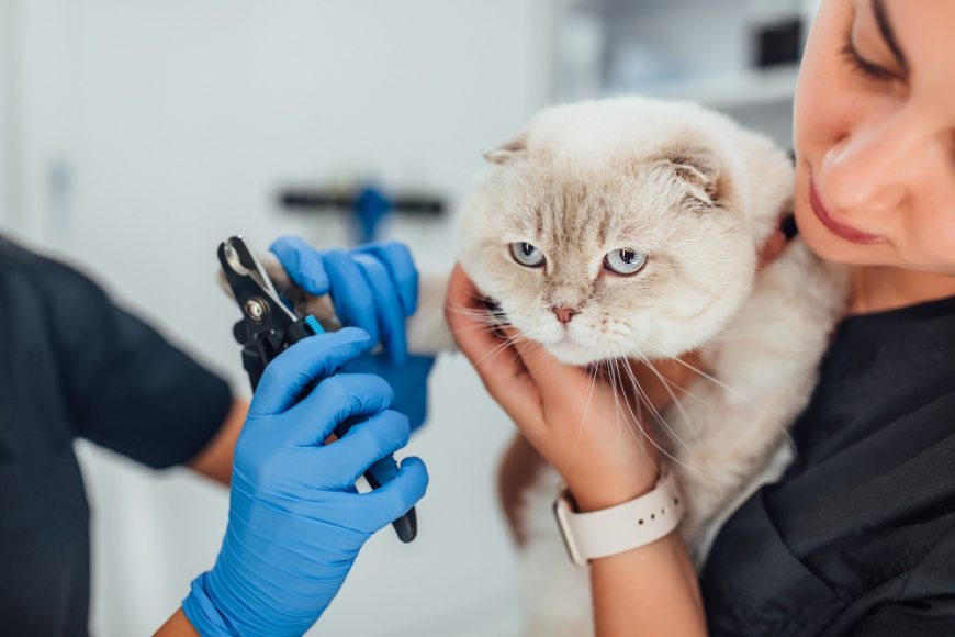 What Are the Signs Your Cat Needs Professional Grooming?