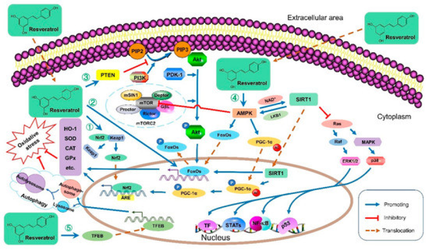 Unlocking Metabolic Health: Insulin Resistance Reversal and Weight Loss Plateau Solutions