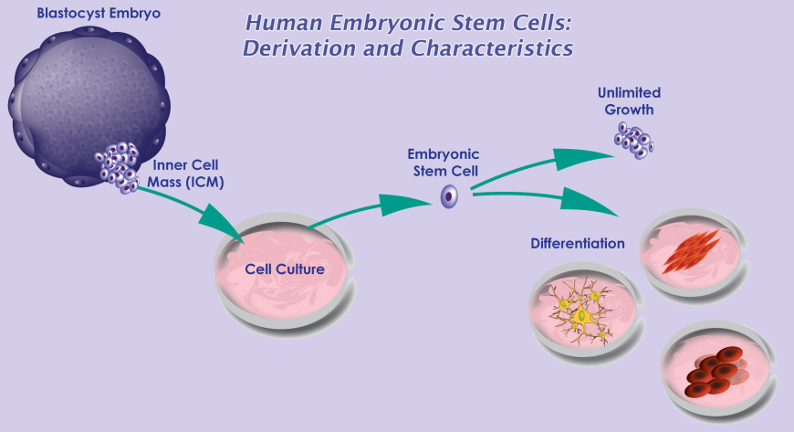 Strategic Analysis of Human Embryonic Stem Cell Market Players