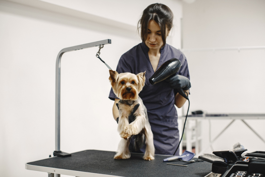 The Ultimate Guide to Pet Grooming Services in Dubai and Abu Dhabi