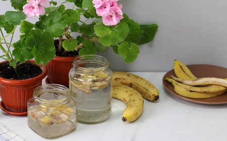 Why the Micronutrient Fertilizers Market Is Essential for Food Security and Sustainable Growth