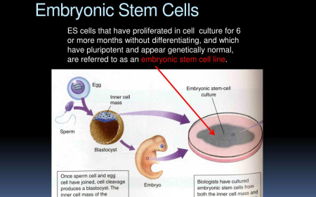 Emerging Opportunities in the Human Embryonic Stem Cell Market