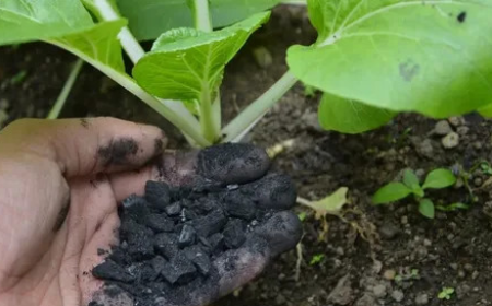 Top Companies Leading the Global Biochar Market Growth