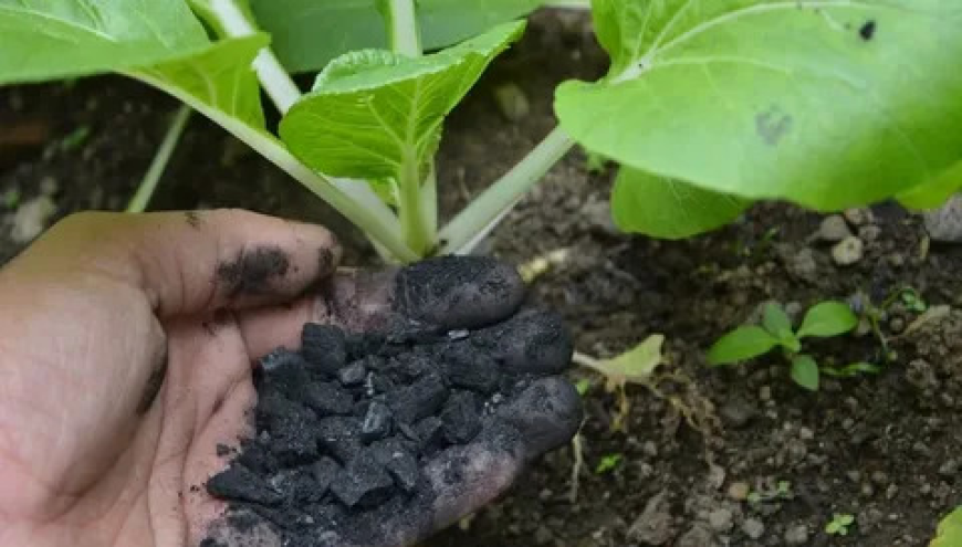 Top Companies Leading the Global Biochar Market Growth