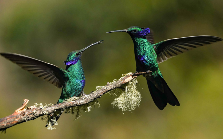 Exploring Manu National Park: Wildlife, Biodiversity, and Travel Tips