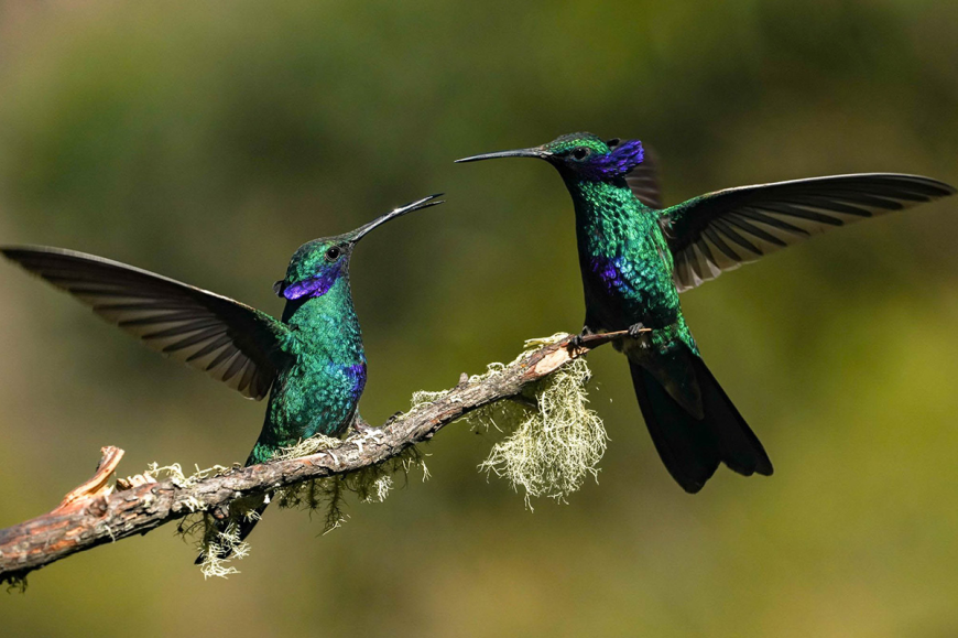 Exploring Manu National Park: Wildlife, Biodiversity, and Travel Tips