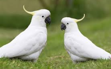 A Practical Guide to Feeding Your Cockatoo Right