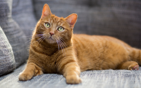 The Life Cycle of Cats