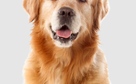 Transform Your Yard with Professional Residential Pet Waste Removal