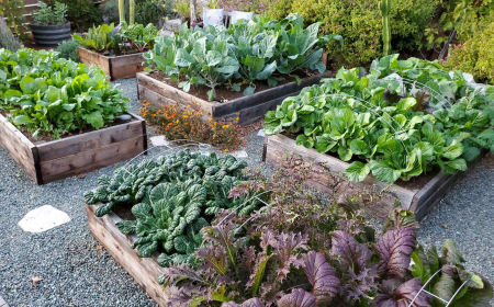 The Best Crops to Grow When You Have Room for Full-Scale Production