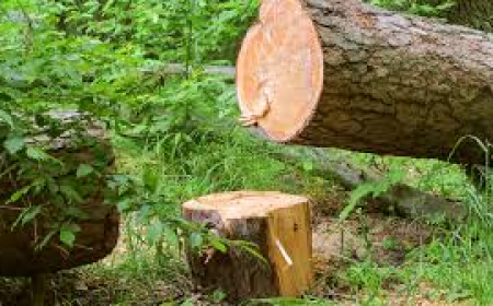 Auckland Tree Services