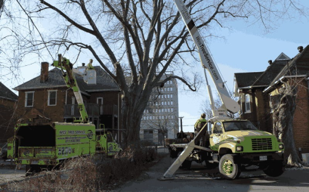 Professional Tree Service Muskoka | Expert Tree Care & Removal