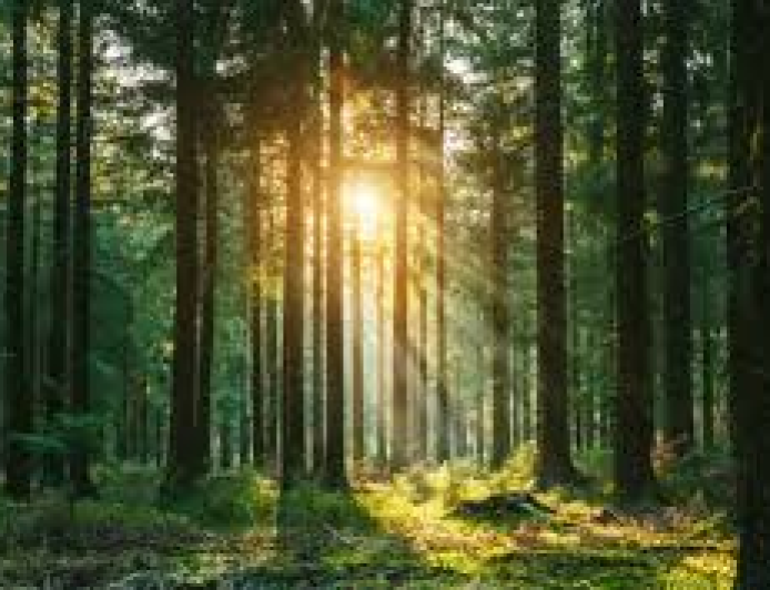 The Growing Trend of Functional Foods: How Nutrition and Flavor Are Coming Together