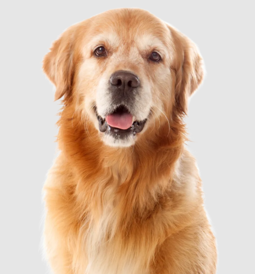 Transform Your Yard with Professional Residential Pet Waste Removal