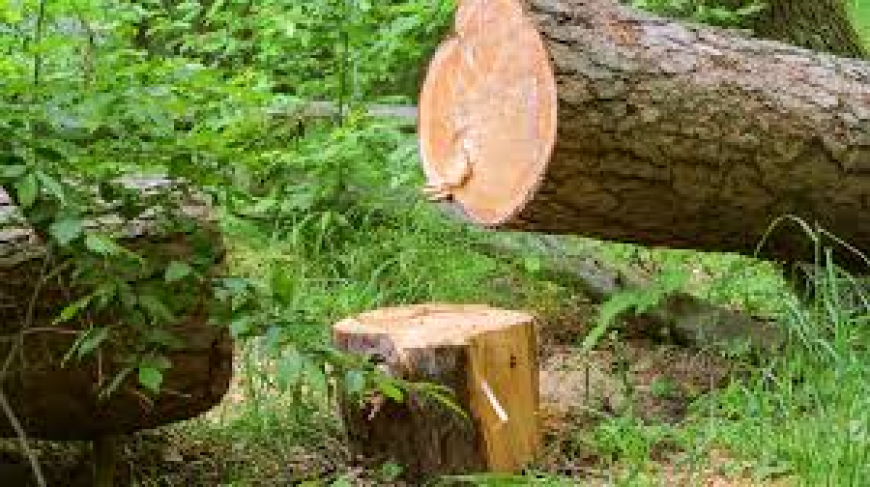 Auckland Tree Services