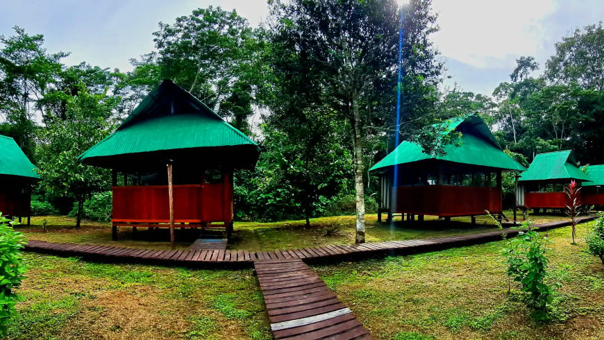 Top Wildlife Encounters to Look Forward to on Manu Jungle Trips