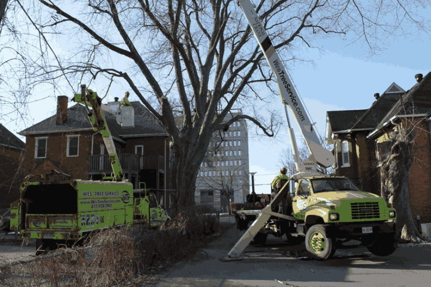 Professional Tree Service Muskoka | Expert Tree Care & Removal