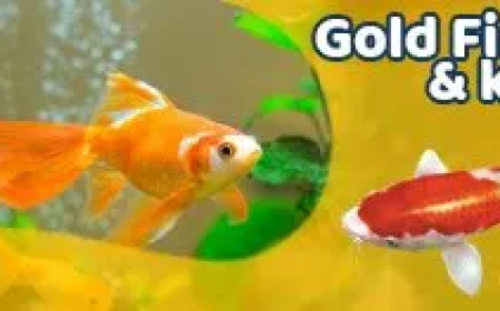 Are Tropical Shrimp for Sale Suitable for Community Tanks?